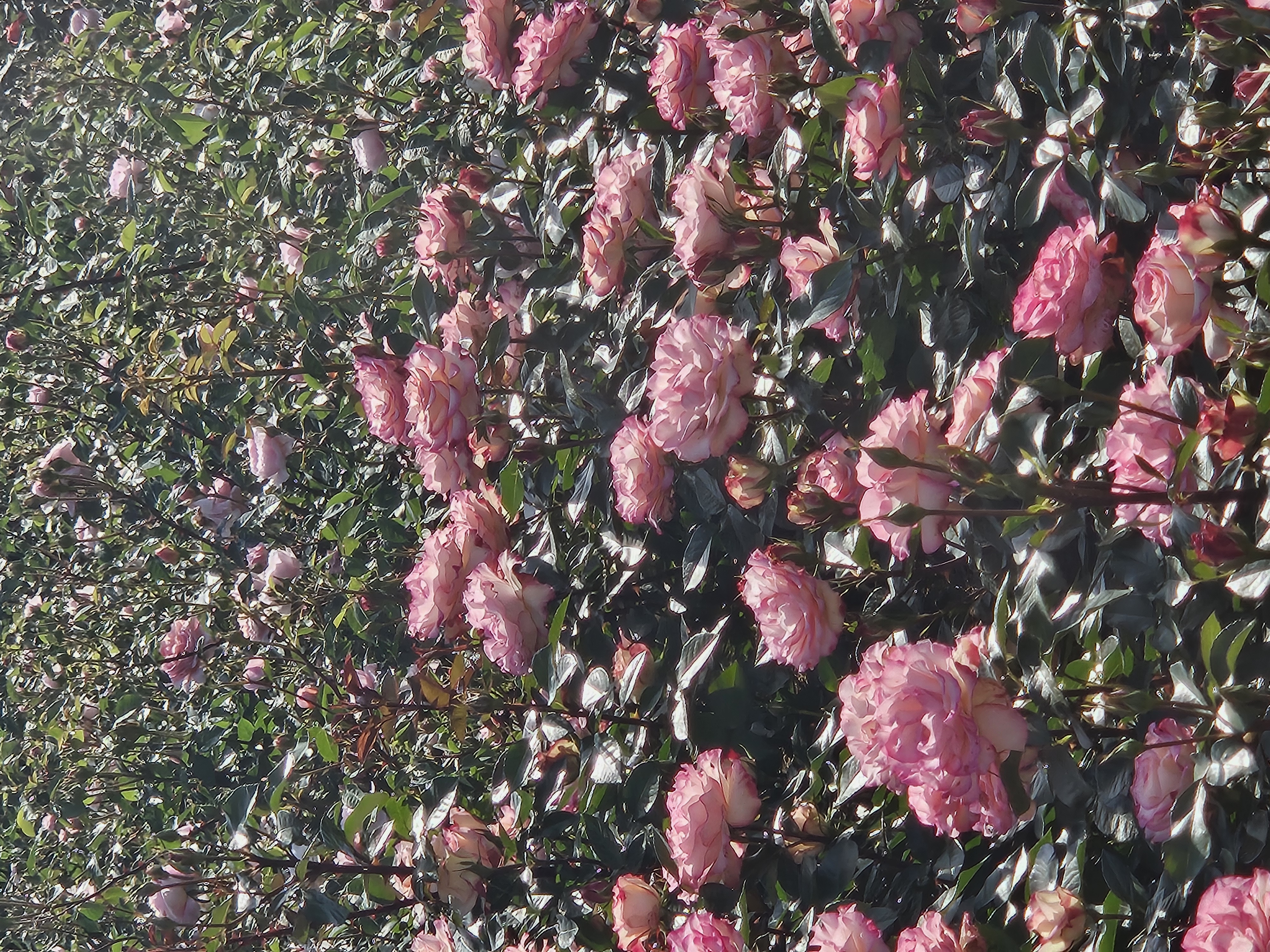 청년부 꽃놀이